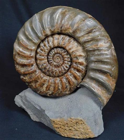 fossils direct